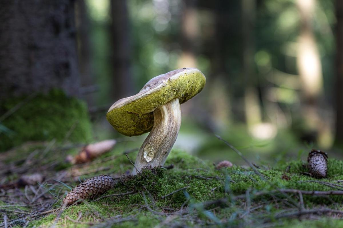 Close up of a mushroom in a forest