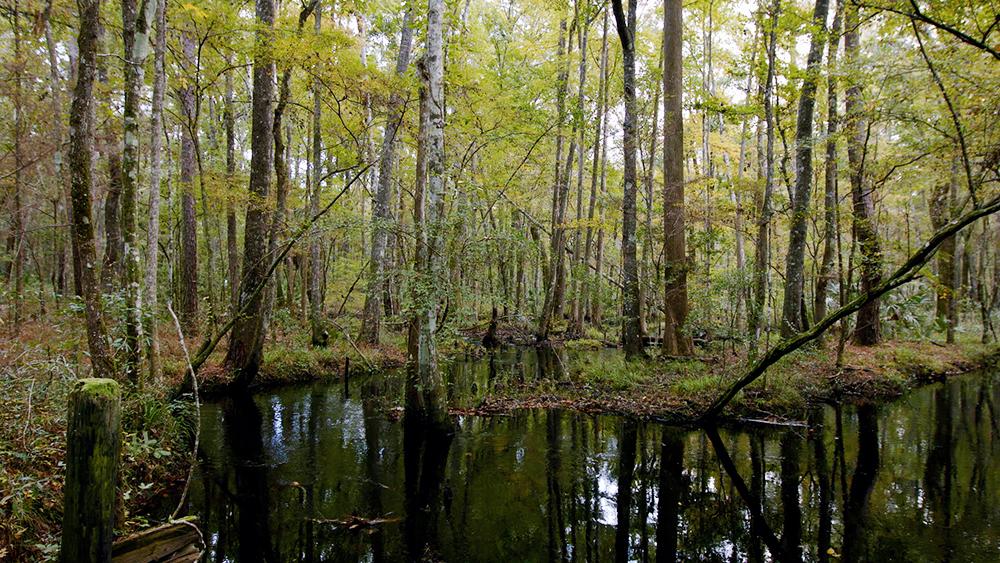 Wildlife corridors