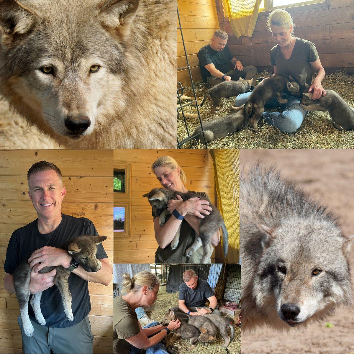 Collage of people holding baby wolves