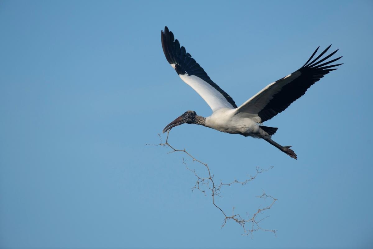 Wood Stork