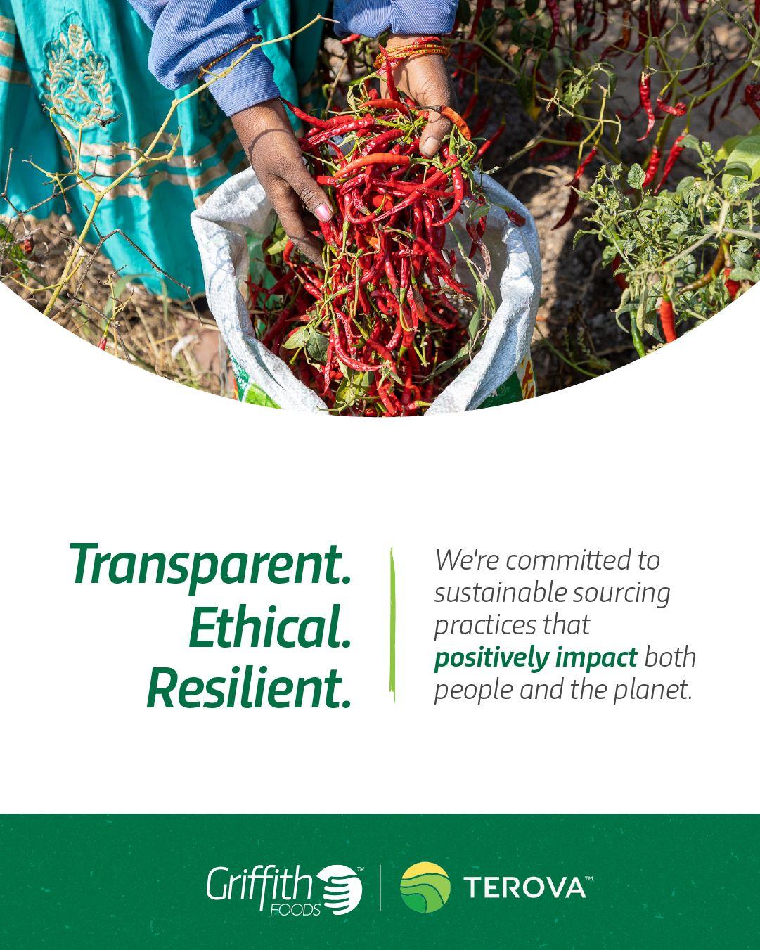 Harvesting peppers. "Transparent. Ethical. Resilient. We're committed to sustainable sourcing practices that positively impact both people and the planet."