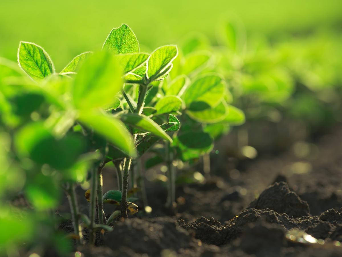 young soybean plants