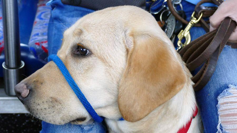 MICHELE MILLER | Times Vita, a 7-month-old golden Labrador retriever, takes a ride on a Pasco County public transportation bus during a training exercise with Southeastern Guide Dogs. Image courtesy of the Tampa Bay Times.