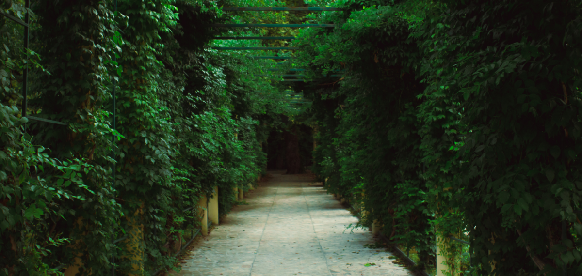 Path through trees