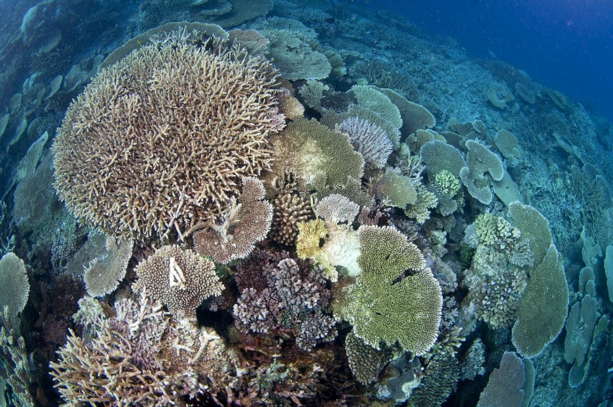 A healthy coral reef in Australia. Photo: The Ocean Agency/Adobe Stock.