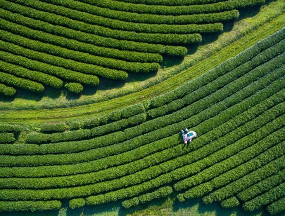 rows of crops from above