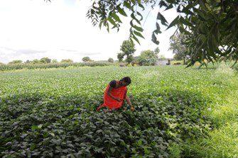 A person in red, kneeling in a field of greenery