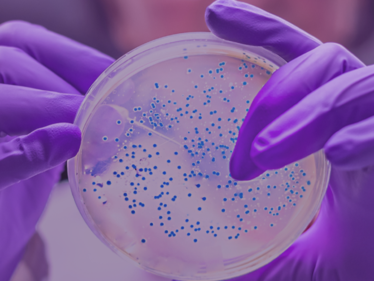 hands in purple gloves handling a blue-speckled petri dish