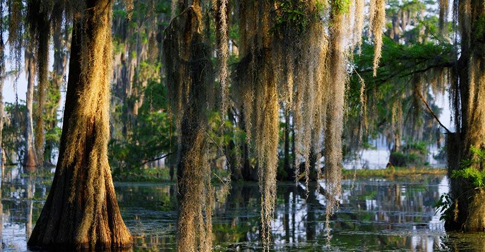 trees in a swamp