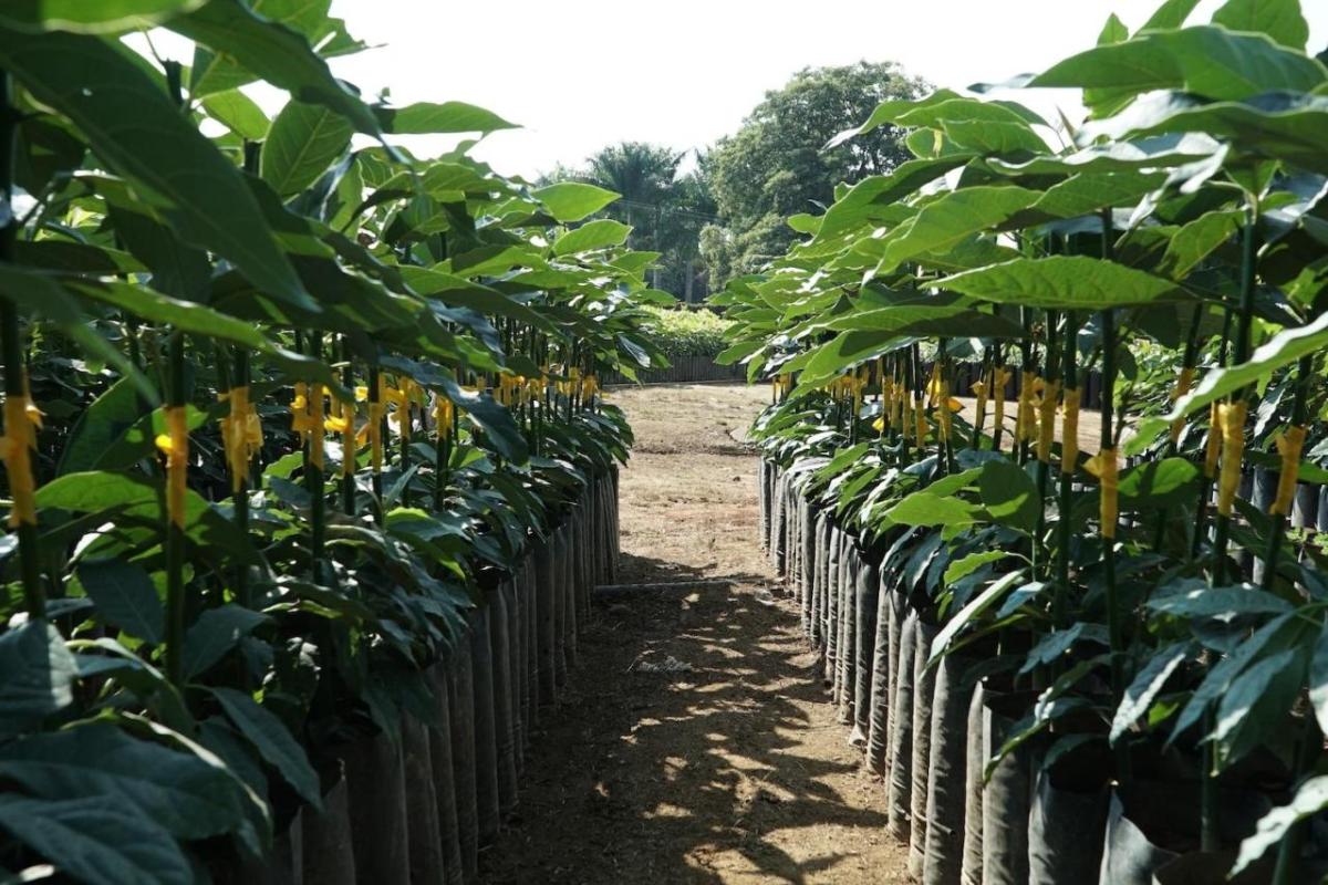 Avocado plants