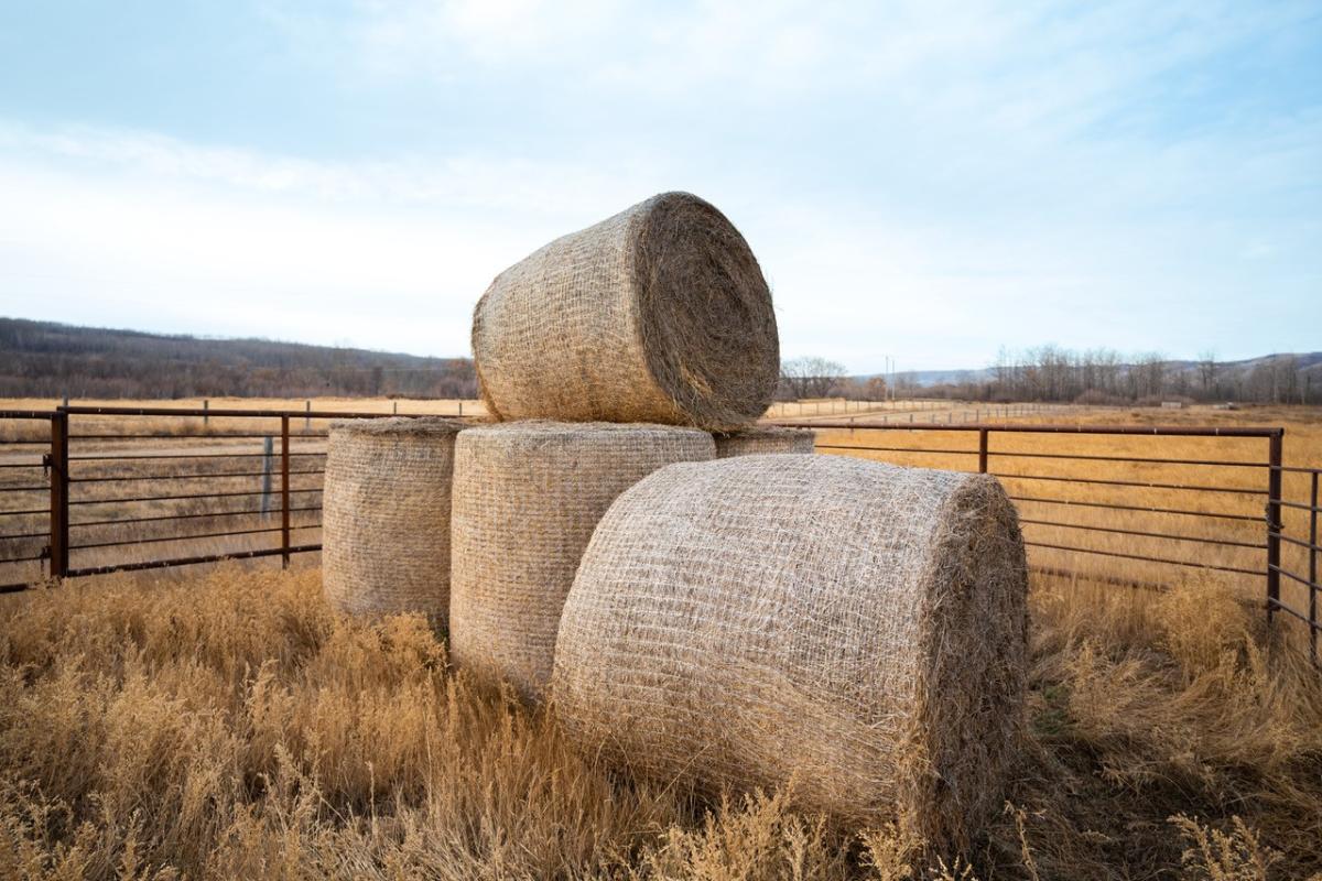 round hay bales