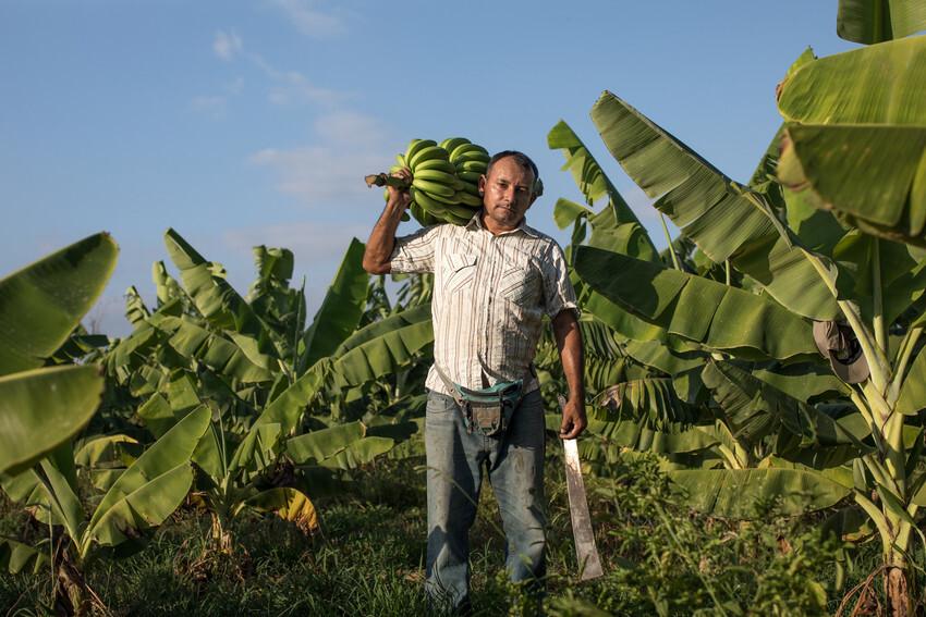 Roberto Gallo carrying bunches of bananas