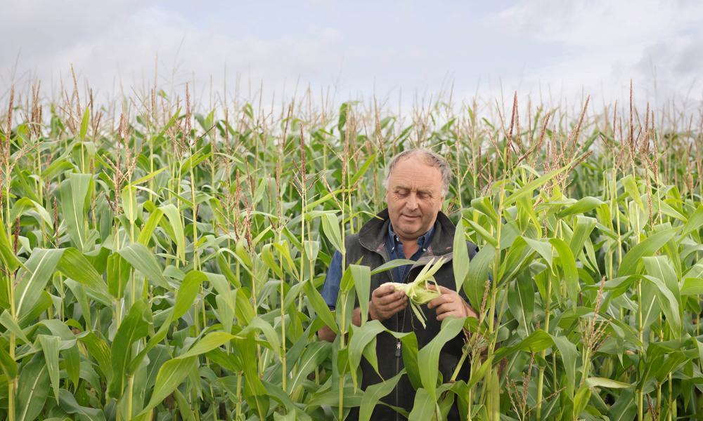 corn field with person inspecting an ear of corn