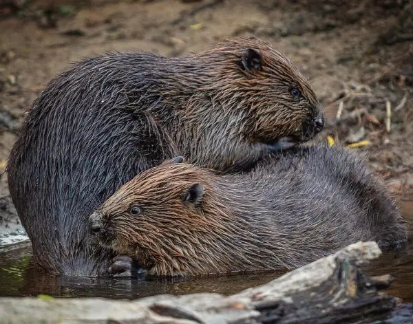 Beavers