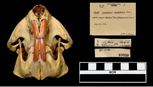 A beaver skull, recovered in Alberta's Jasper National Park in 1930, is part of the Canadian Museum of Nature's digitization project. A beaver skull, note card describing it and scale measurement.