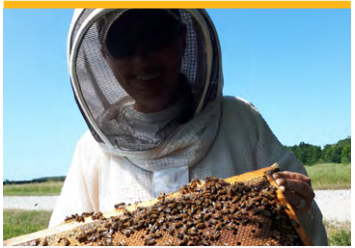 A beekeeper in protective wear holding a comb of honey with bees on it.