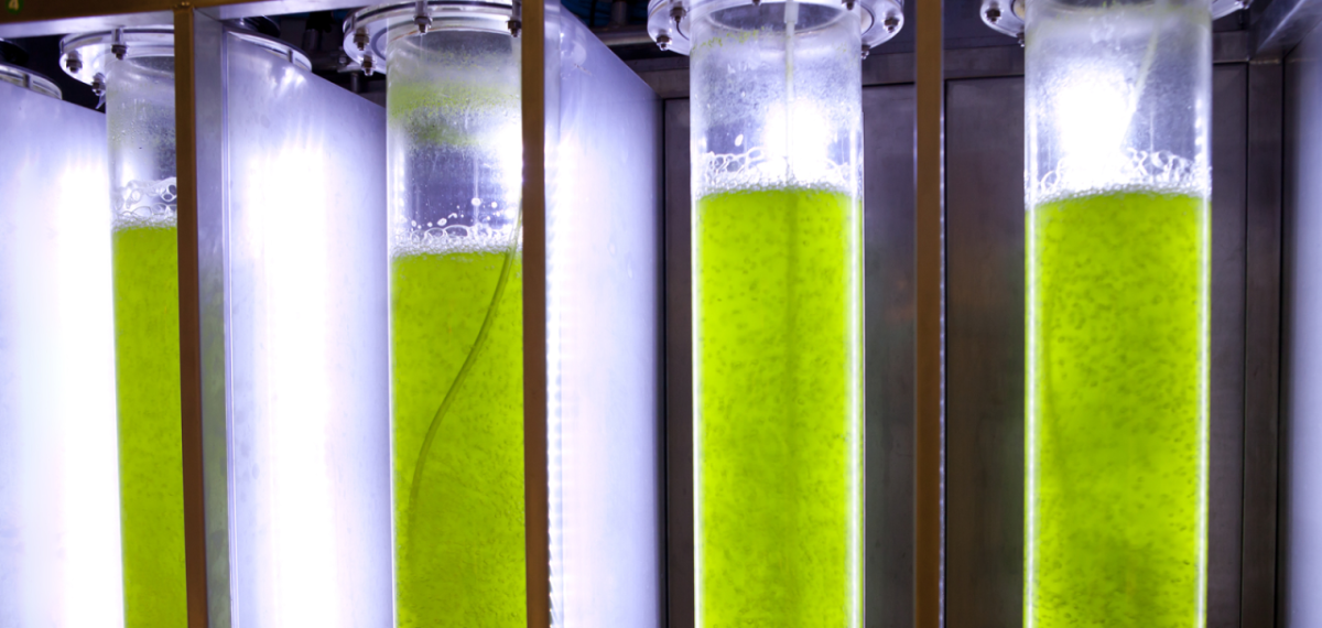 Green liquid in tubes