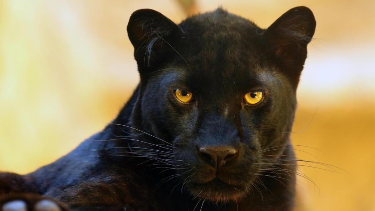 A black panther