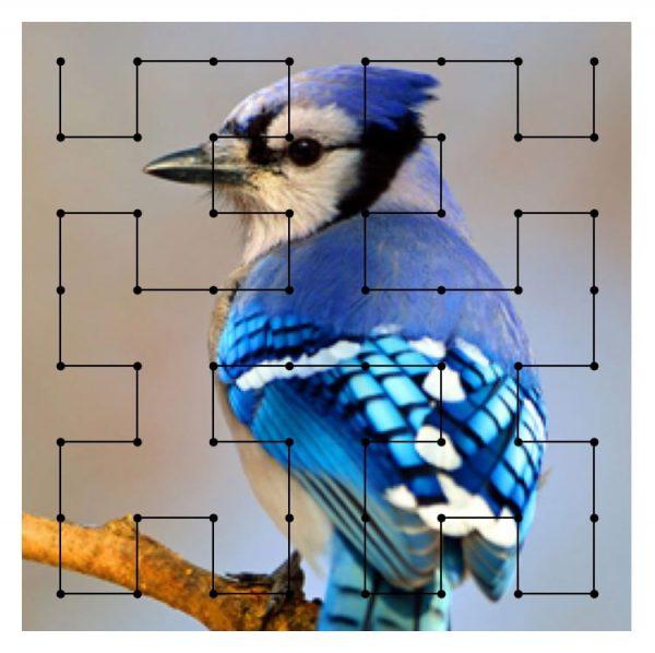 A diagram of a North American Blue Jay with an analytical mapping overlay, to indicate the simulation of mapping color frequencies to sound frequencies. Photo credit: National Audubon Society.