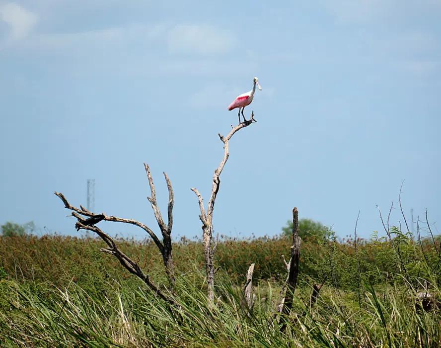 A bird on a perch in the wetlands