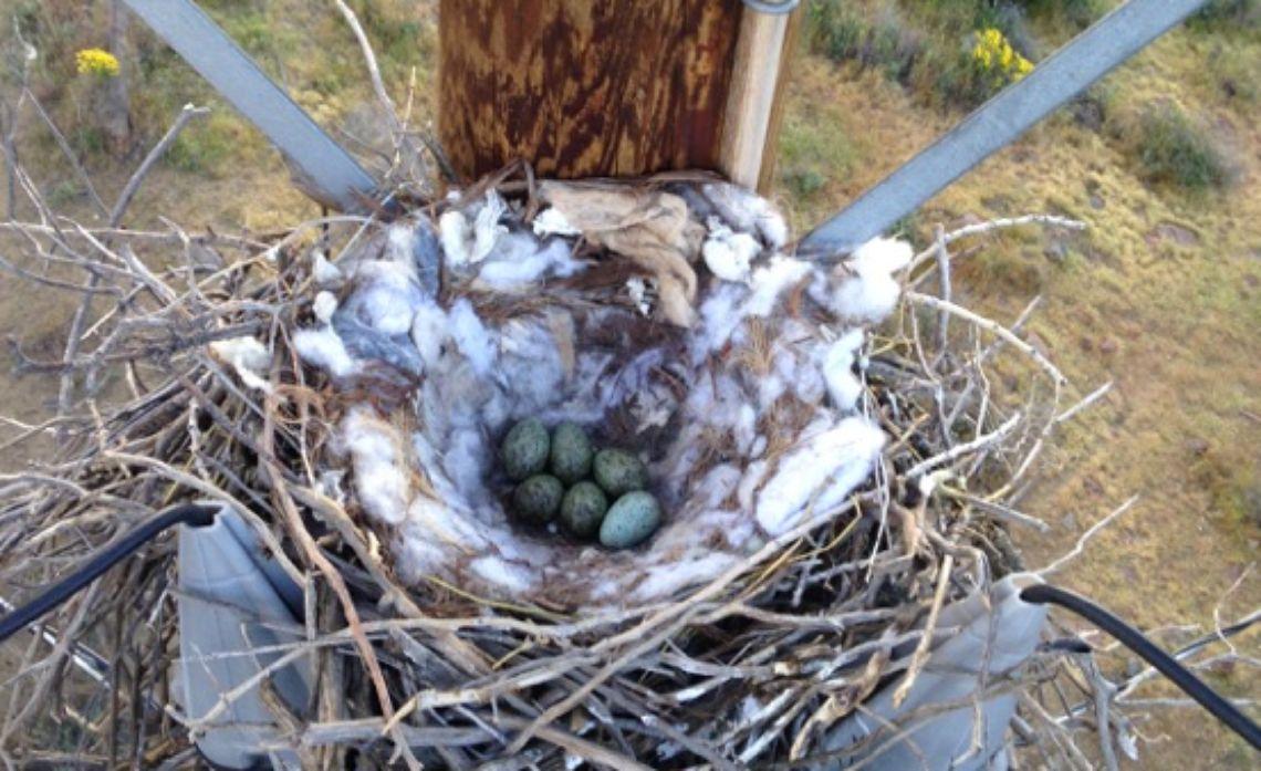 A nest with eggs in it next to power lines.
