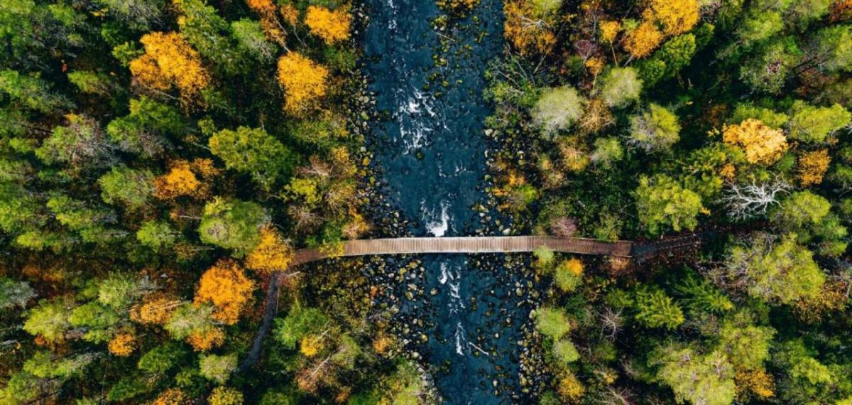 Aerial view of trees and a bridge over a river