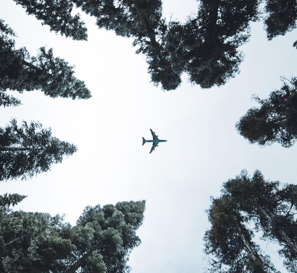 Photo of airplane in the sky viewed through trees