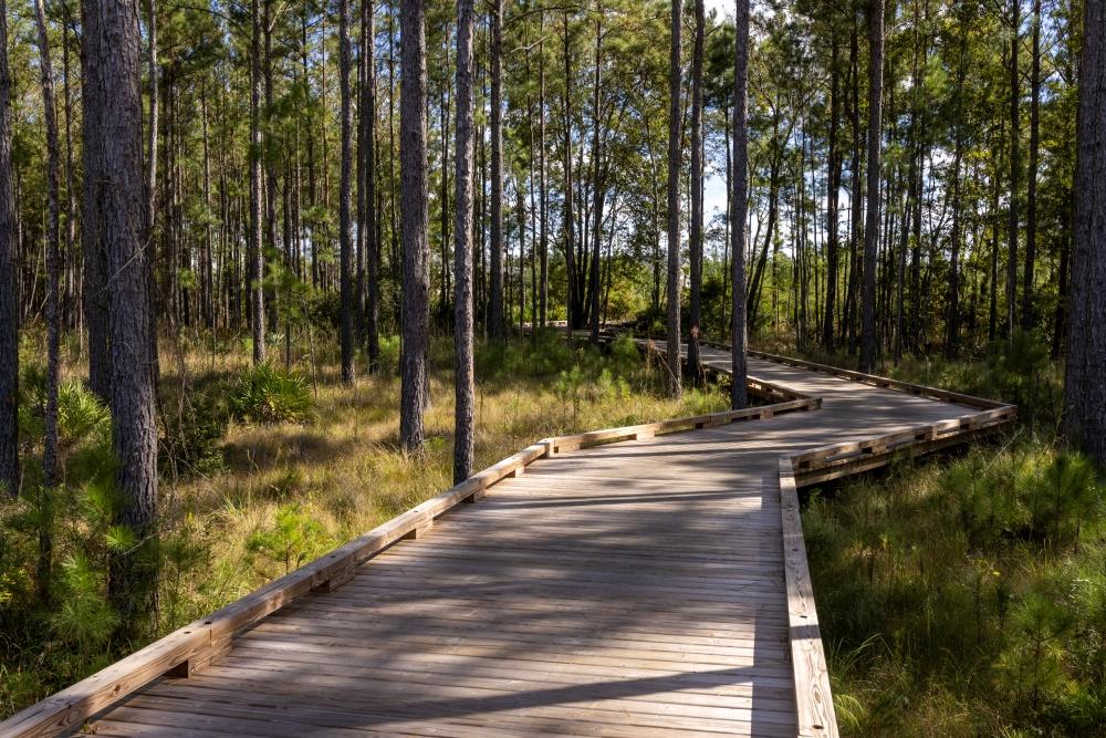 boardwalk in forest