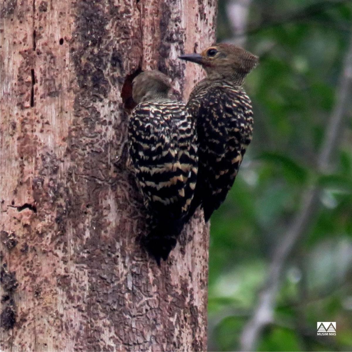 Two buff rumped woodpeckers on a tree