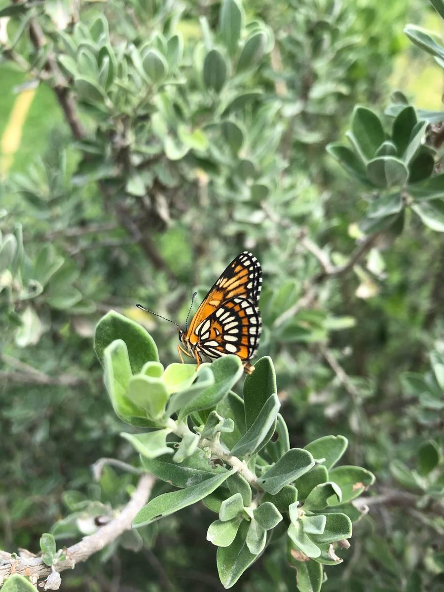 A butterfly on a plant.