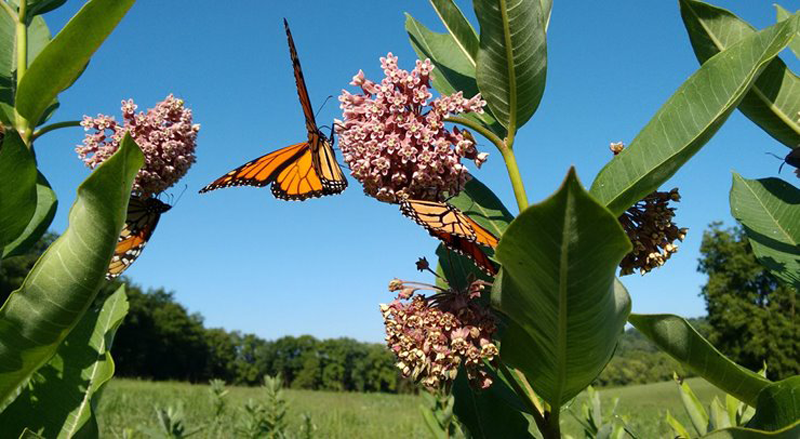 butterflies on milkweeds