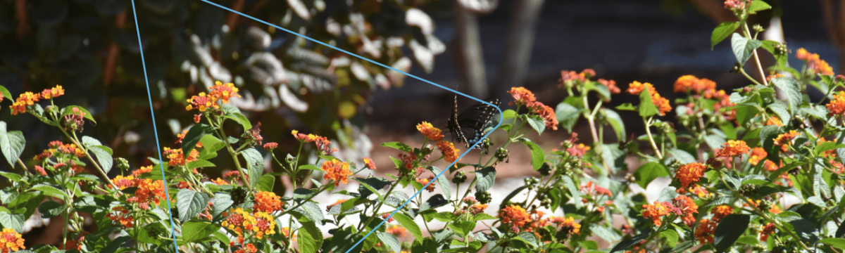 A butterfly on an orange flower in a garden