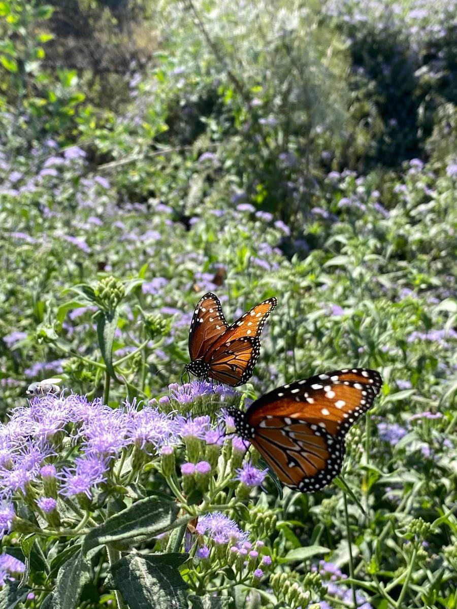 Two butterflies on a purple-flowered plant.