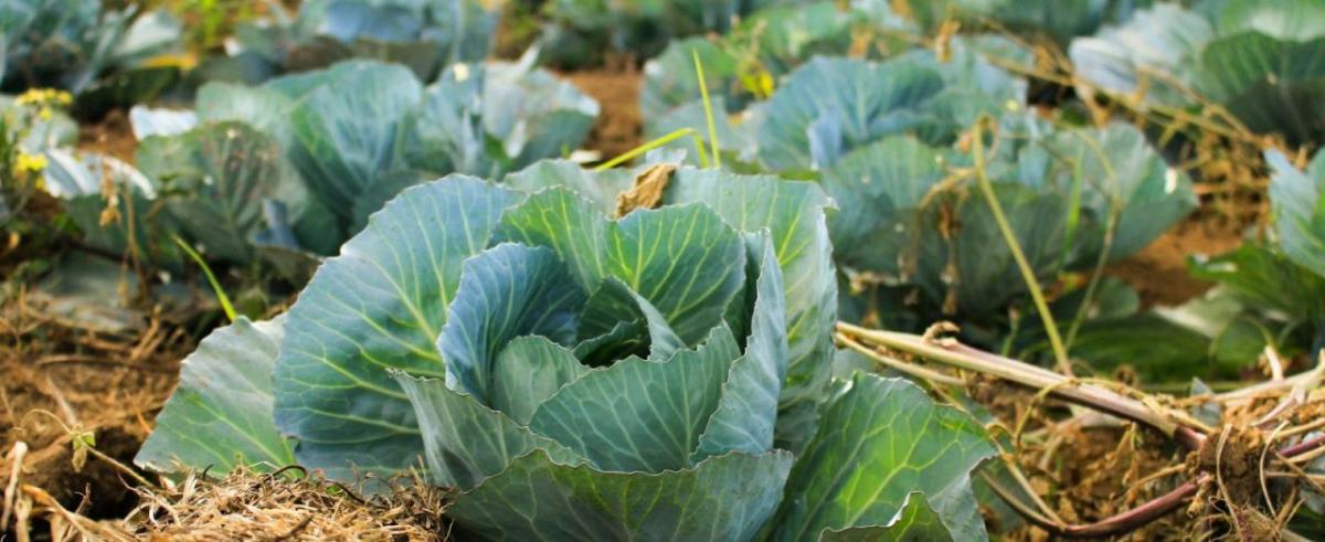 Image courtesy of Modern Restaurant Management Cabbages growing from the ground.