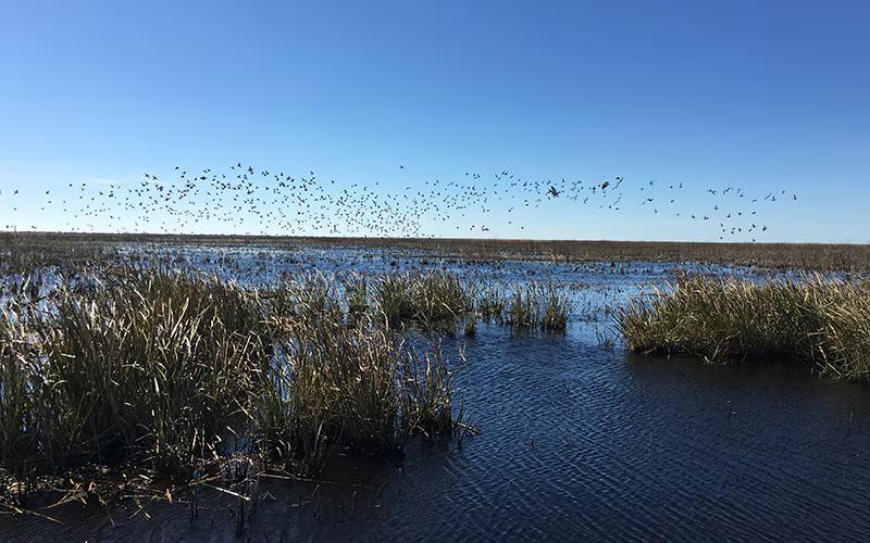 Cameron Prairie National Wildlife Refuge " "