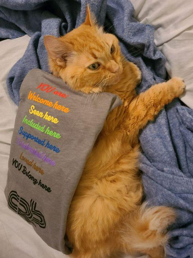 orange cat with Pride shirt