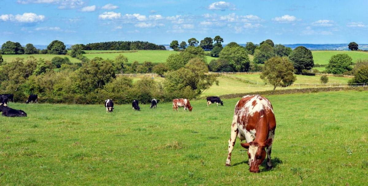 cattle in a field