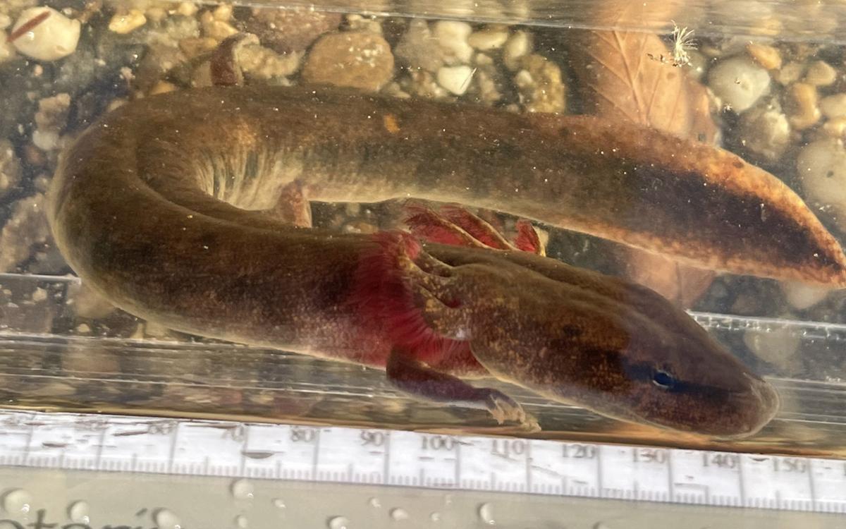 A Black Warrior waterdog, a rare and elusive salamander that lives only in Alabama’s Black Warrior River Basin. Photo courtesy of Dylan Shaw. Black Warrior Waterdog