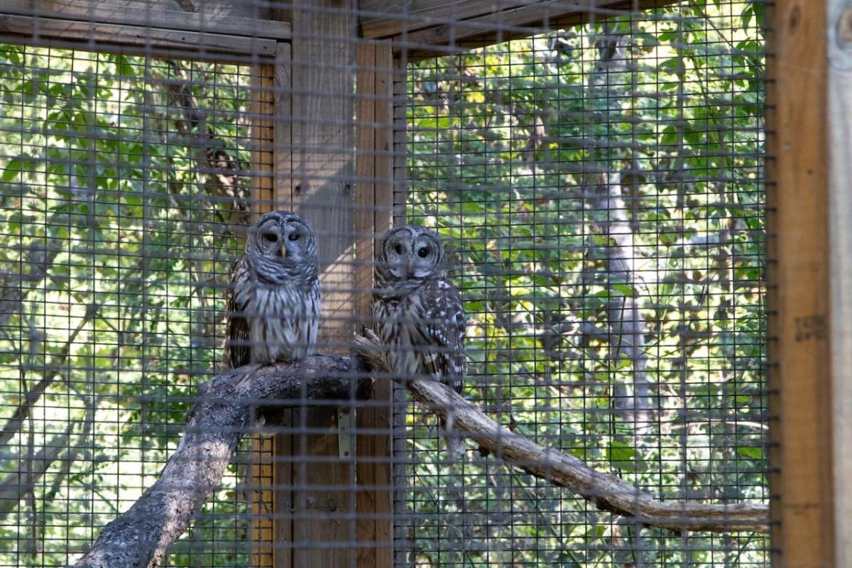 two owls
