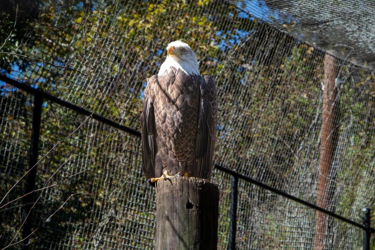 bald eagle