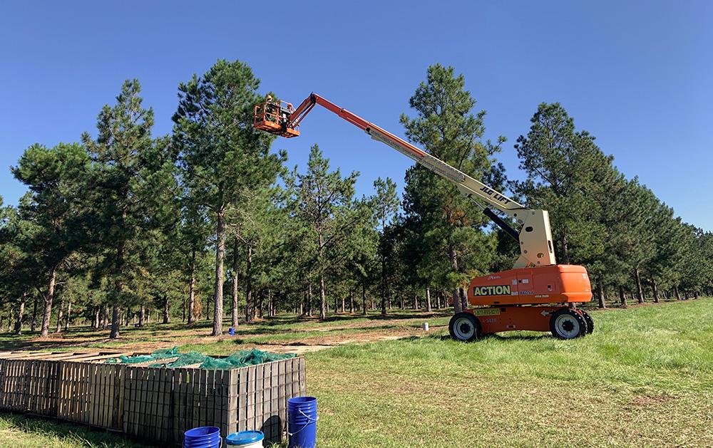 a bucket truck with a person in the top of pine trees collecting pinecones