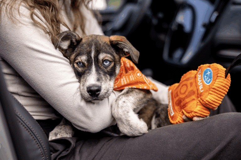 Image courtesy of Engage for Good dog