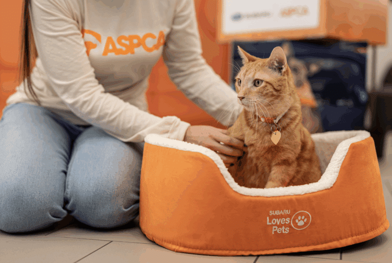 Image courtesy of Engage for Good cat