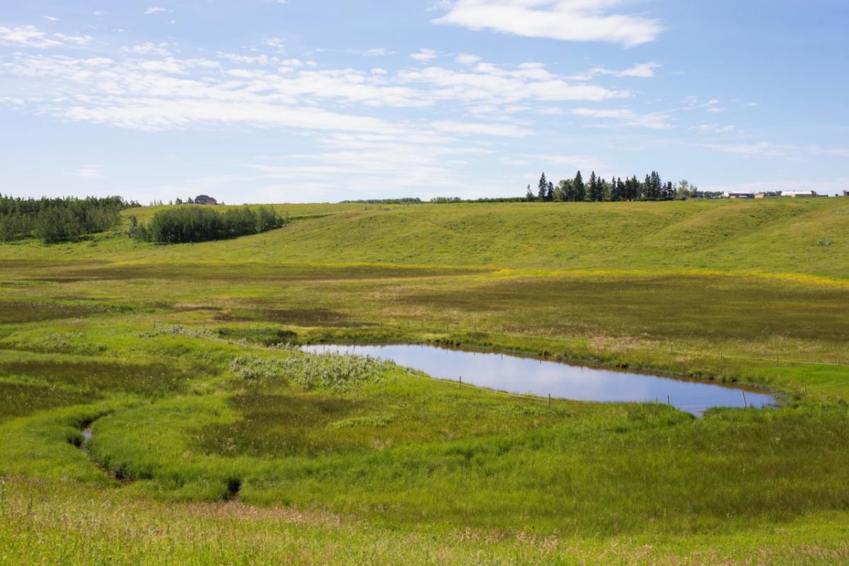 Wetlands on private land, such as the on pictured here, in Parkland, Alberta, are a critical part of the landscape that help to capture, retain and filter water. Wetland in Parkland, Alberta.