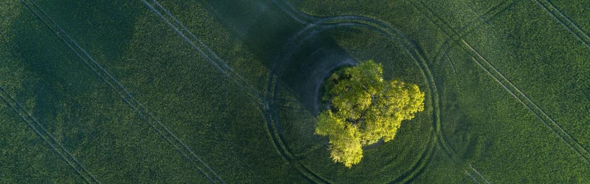 Aerial view of a tree in a field of low green crops.