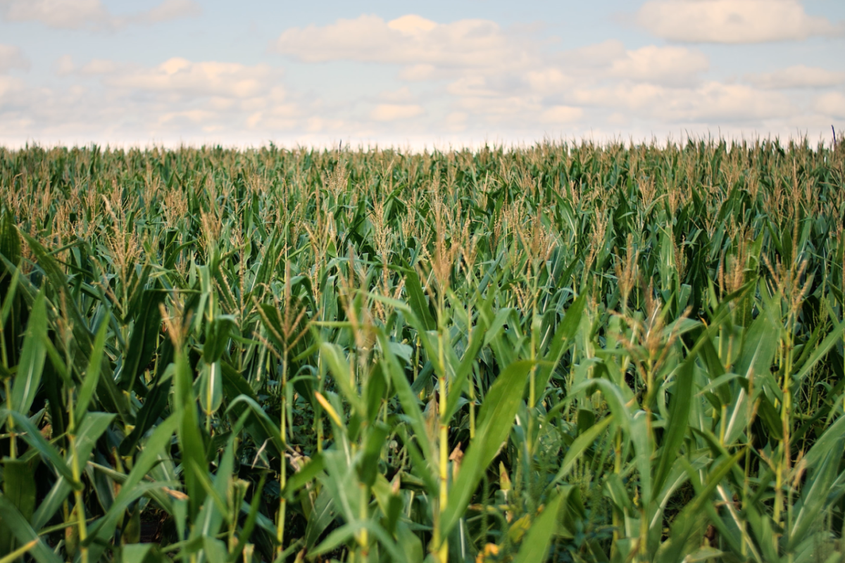 corn field