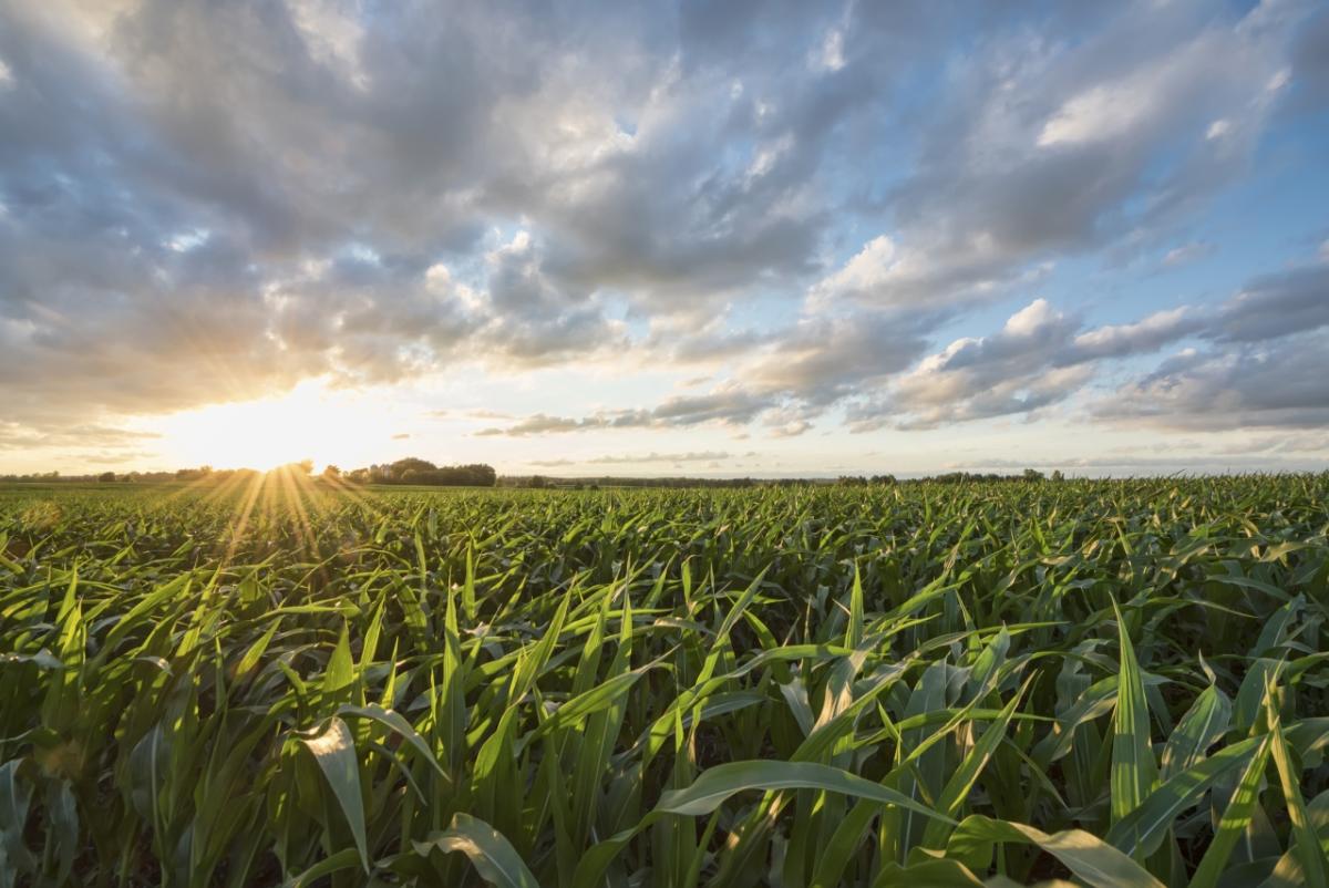 corn field with sunset