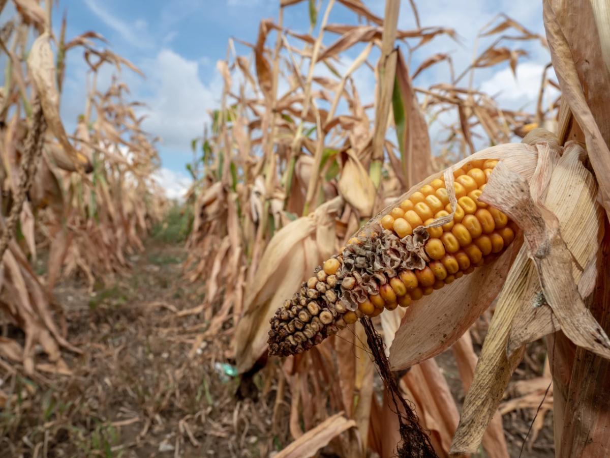 corn crop affected by drought
