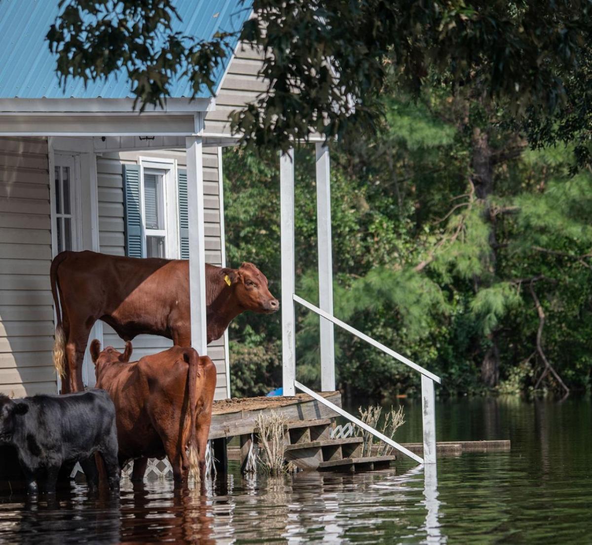 Cows in a flooded yard