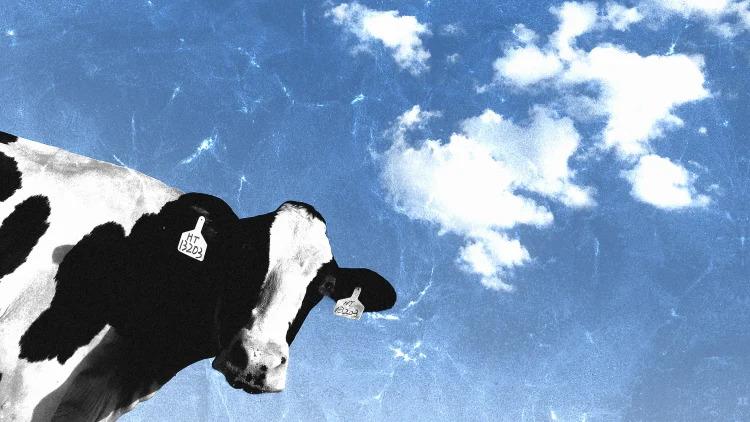 Source Photo: Ryan Song/Unsplash A cow with a blue sky and clouds behind it.